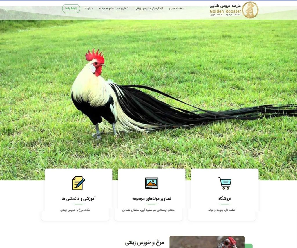 مزرعه خروس طلایی 31 golden rooster